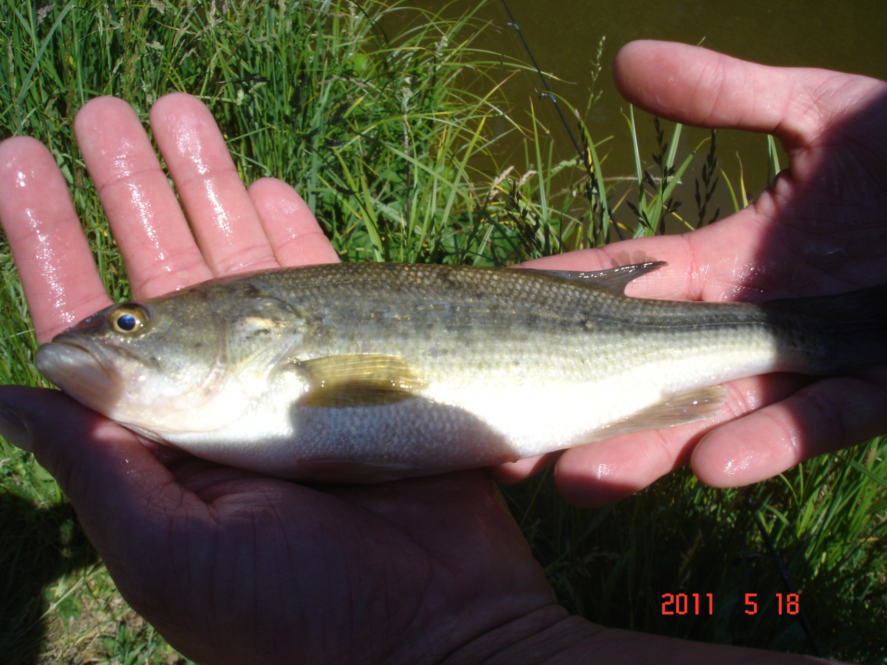 OPEN STREET FISHING BETTON 2011