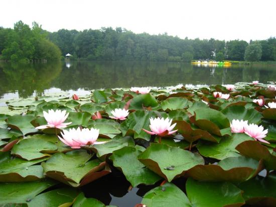 Parc des Gayeulles Rennes
