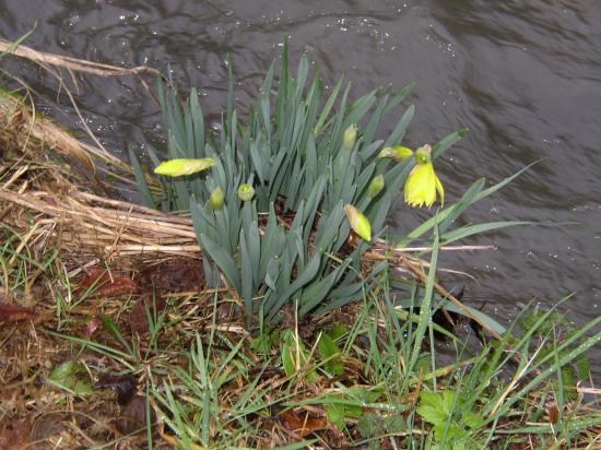 Premieres Narcices au bord du ruisseau