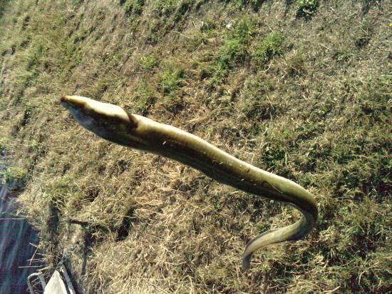 Pêche au coup