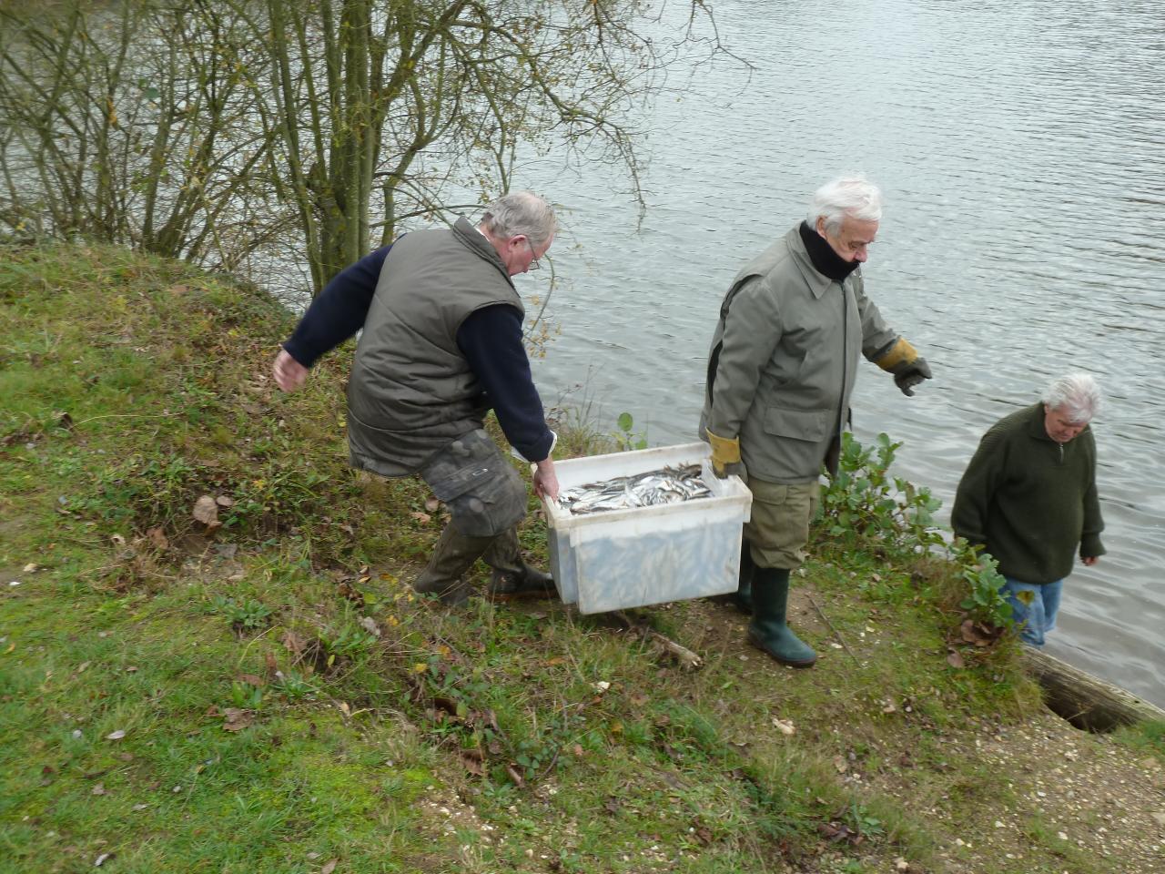 ALEVINAGE GARDONS BROCHETS ET SANDRES