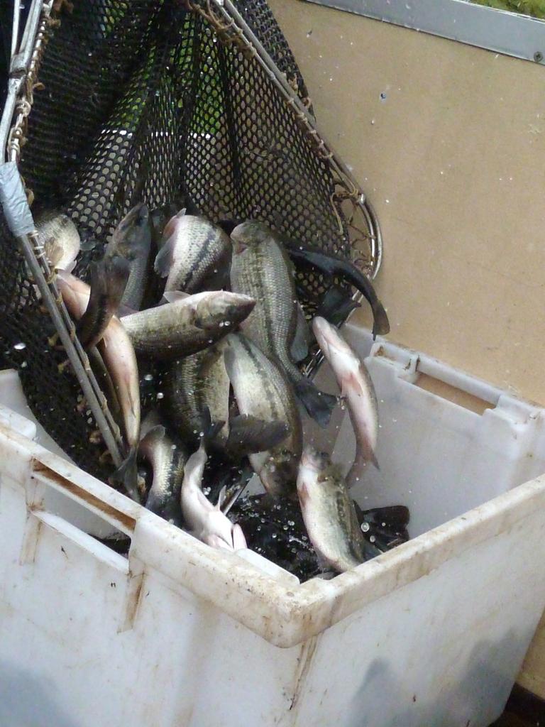 Alevinage Black bass 31 12 2011