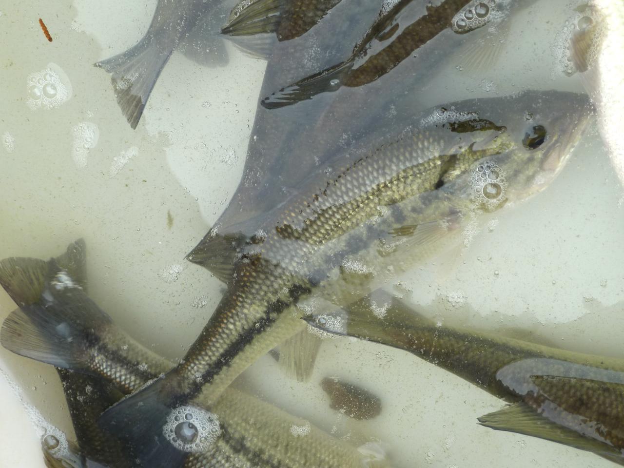 Alevinage Black bass 31 12 2011