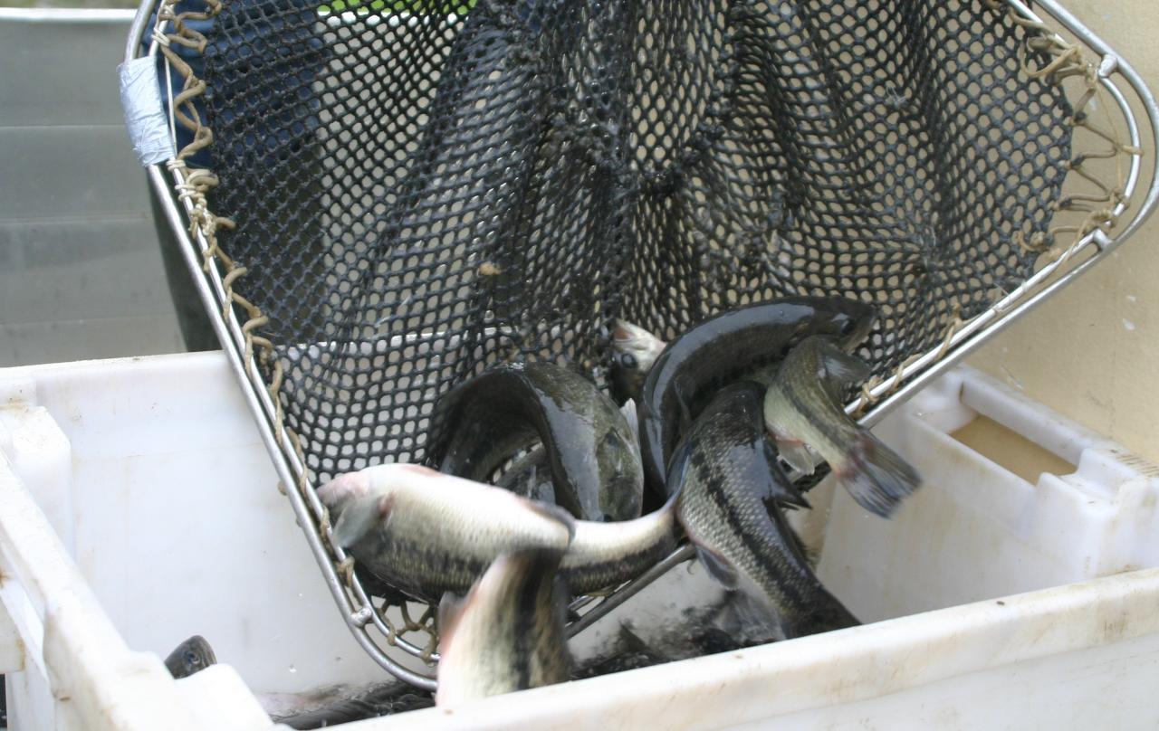 Alevinage Black bass 31 12 2011