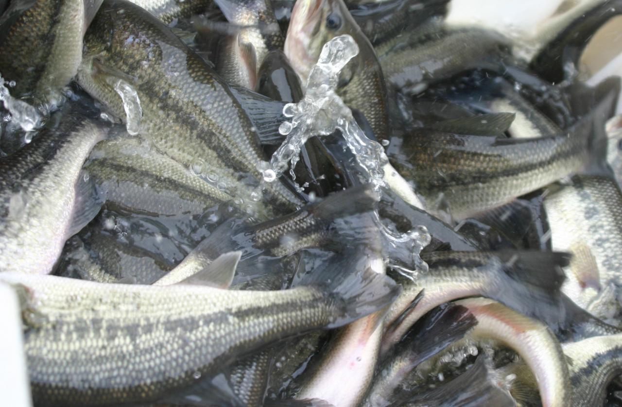 Alevinage Black bass 31 12 2011