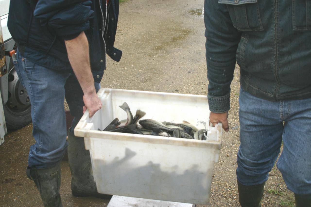 Alevinage Black bass 31 12 2011