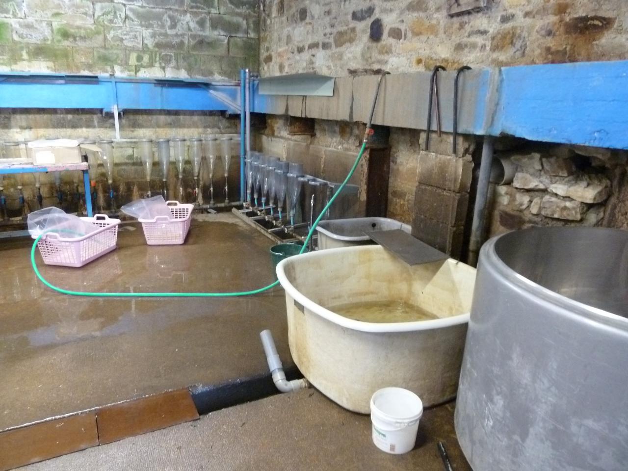 Alevinage Bochetons et Sandres