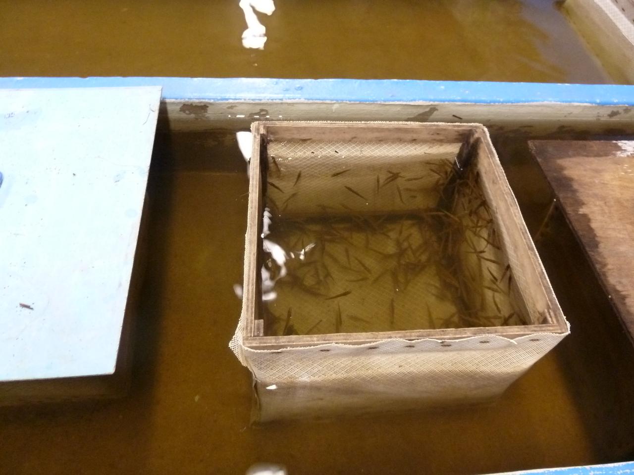Alevinage Bochetons et Sandres