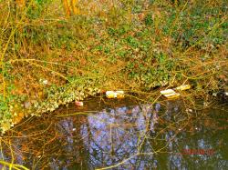 2015 Ouverture de la Pêche de la Truite - La Pollution