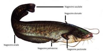 Silure anatomie